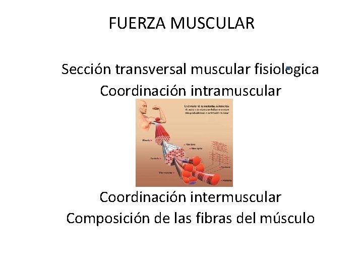 FUERZA MUSCULAR Sección transversal muscular fisiologica Coordinación intramuscular Coordinación intermuscular Composición de las fibras