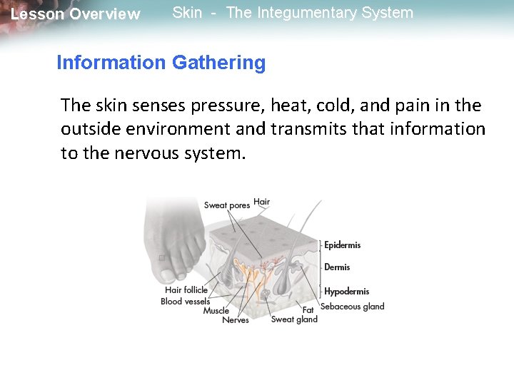 Lesson Overview Skin - The Integumentary System Information Gathering The skin senses pressure, heat, Lesson Overview Skin - The Integumentary System Information Gathering The skin senses pressure, heat,