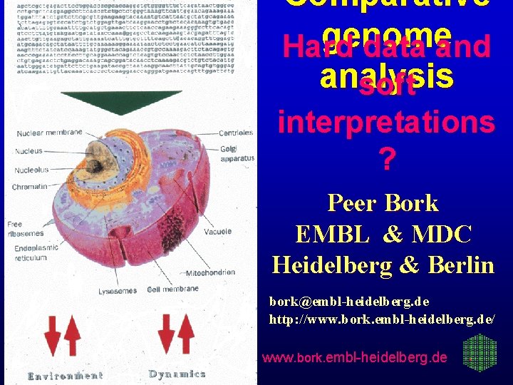Comparative genome Hard data and analysis soft interpretations ? Peer Bork EMBL & MDC