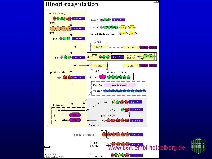 www. bork. embl-heidelberg. de 