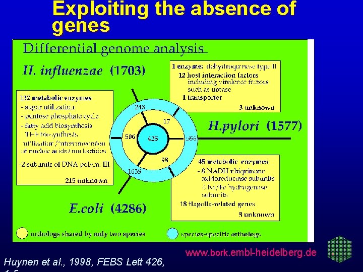 Exploiting the absence of genes Huynen et al. , 1998, FEBS Lett 426, www.