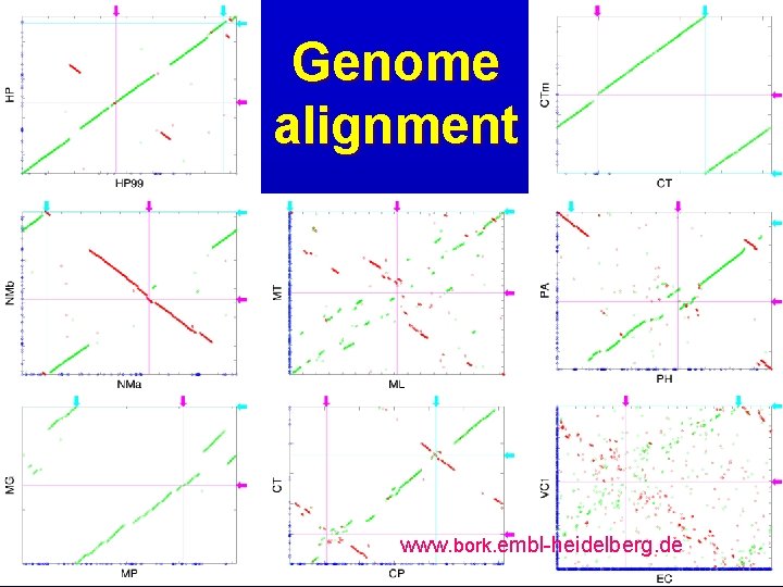 Genome alignment www. bork. embl-heidelberg. de 