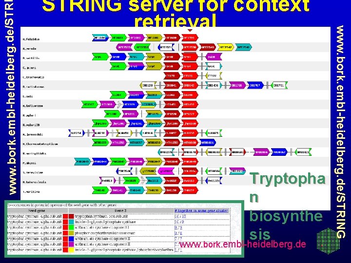 www. bork. embl-heidelberg. de/STR Tryptopha n biosynthe sis www. bork. embl-heidelberg. de/STRING server for