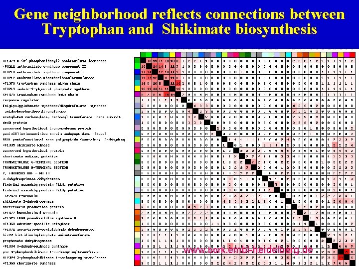 Gene neighborhood reflects connections between Tryptophan and Shikimate biosynthesis www. bork. embl-heidelberg. de 