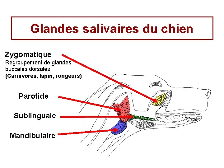 Glandes salivaires du chien Zygomatique Regroupement de glandes buccales dorsales (Carnivores, lapin, rongeurs) Parotide Glandes salivaires du chien Zygomatique Regroupement de glandes buccales dorsales (Carnivores, lapin, rongeurs) Parotide