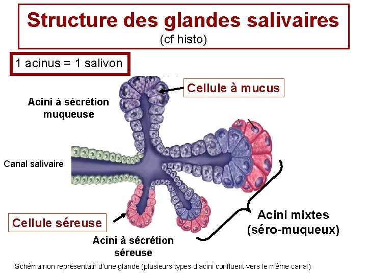 Physiologie de la salivation A FERRAN Plan n — free download
