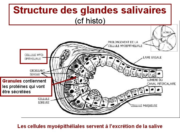 Structure des glandes salivaires (cf histo) Granules contiennent les protéines qui vont être sécrétées Structure des glandes salivaires (cf histo) Granules contiennent les protéines qui vont être sécrétées
