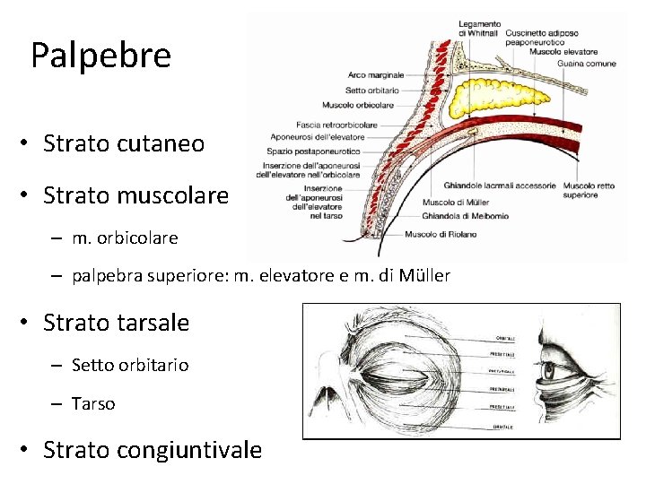 Palpebre • Strato cutaneo • Strato muscolare – m. orbicolare – palpebra superiore: m.