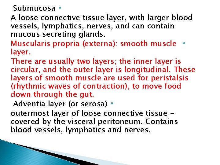 Submucosa A loose connective tissue layer, with larger blood vessels, lymphatics, nerves, and can