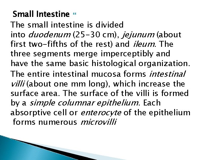 Small Intestine The small intestine is divided into duodenum (25 -30 cm), jejunum (about