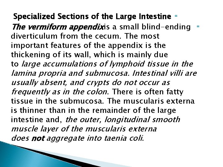 Specialized Sections of the Large Intestine The vermiform appendixis a small blind-ending diverticulum from