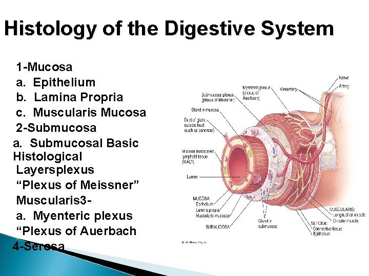 Histology of the Digestive System 1 -Mucosa a. Epithelium b. Lamina Propria c. Muscularis