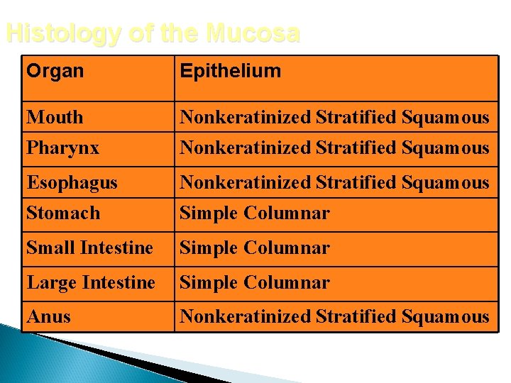 Histology of the Mucosa Organ Epithelium Mouth Nonkeratinized Stratified Squamous Pharynx Nonkeratinized Stratified Squamous