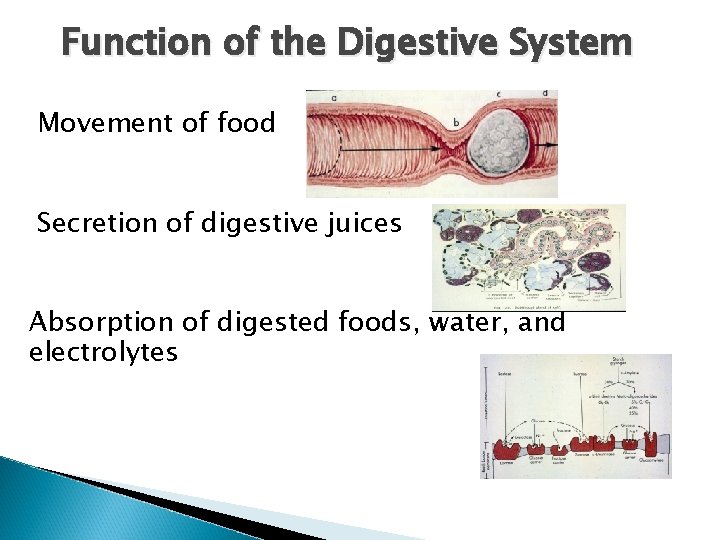 Function of the Digestive System Movement of food Secretion of digestive juices Absorption of