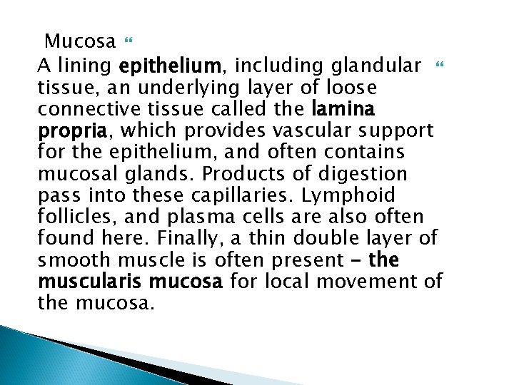 Mucosa A lining epithelium, including glandular tissue, an underlying layer of loose connective tissue