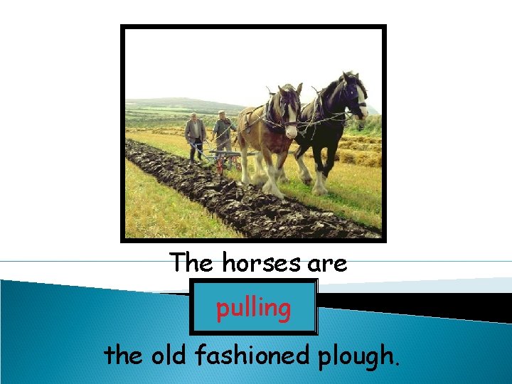 The horses are pulling the old fashioned plough. 