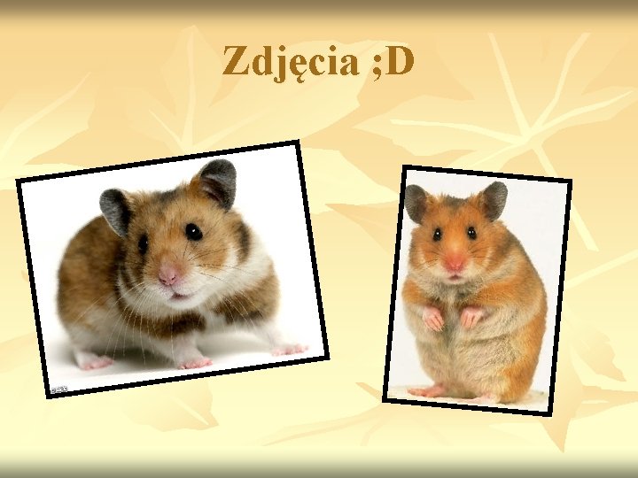 Zdjęcia ; D 
