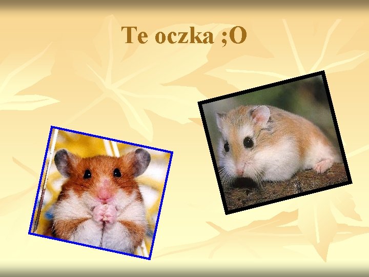 Te oczka ; O 