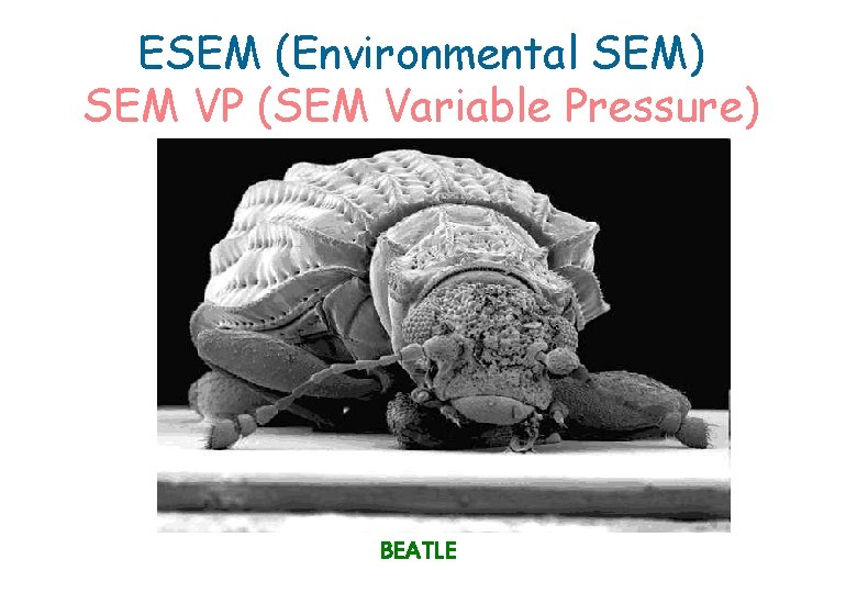 ESEM (Environmental SEM) SEM VP (SEM Variable Pressure) BEATLE 