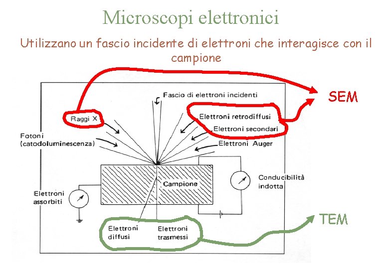 Microscopi elettronici Utilizzano un fascio incidente di elettroni che interagisce con il campione SEM