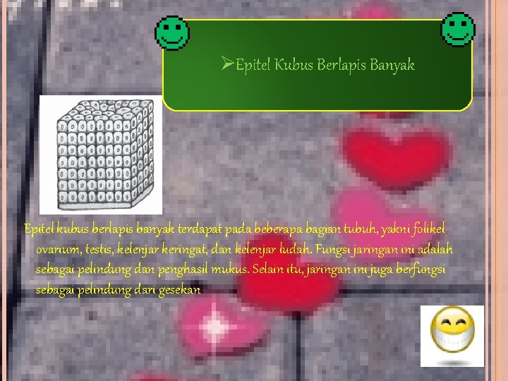 ØEpitel Kubus Berlapis Banyak Epitel kubus berlapis banyak terdapat pada beberapa bagian tubuh, yakni