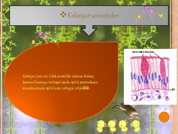 v. Kelenjar uniseluler Kelenjar jenis ini tidak memiliki saluran keluar, karena biasanya terdapat pada