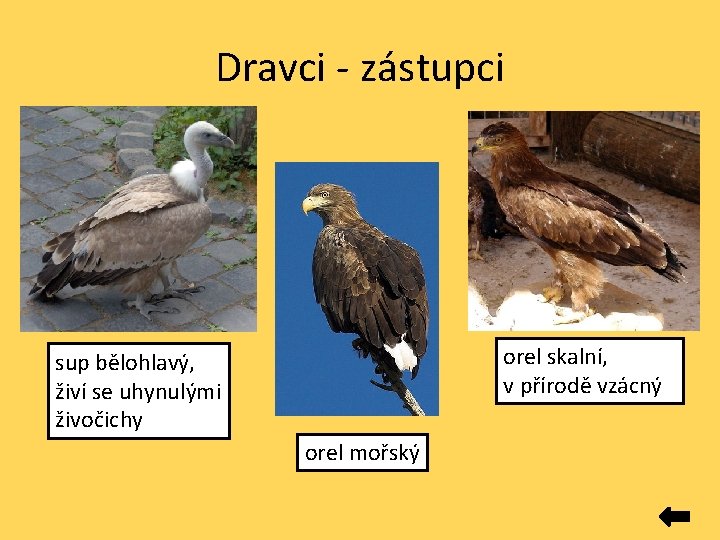 Dravci - zástupci orel skalní, v přírodě vzácný sup bělohlavý, živí se uhynulými živočichy