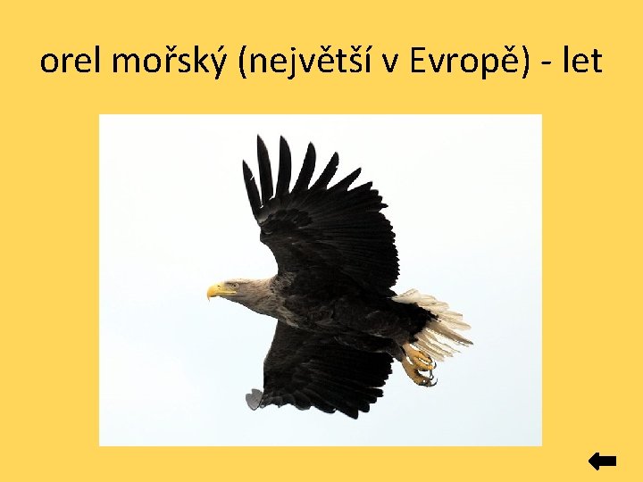 orel mořský (největší v Evropě) - let 