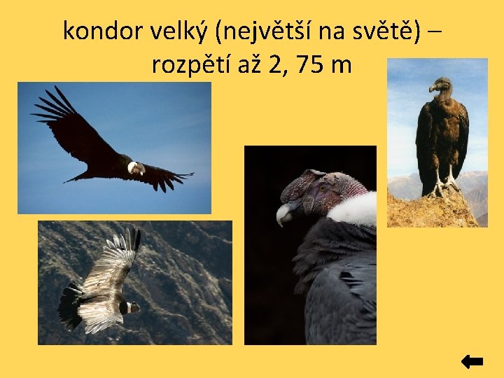 kondor velký (největší na světě) – rozpětí až 2, 75 m kondor velký (největší na světě) – rozpětí až 2, 75 m