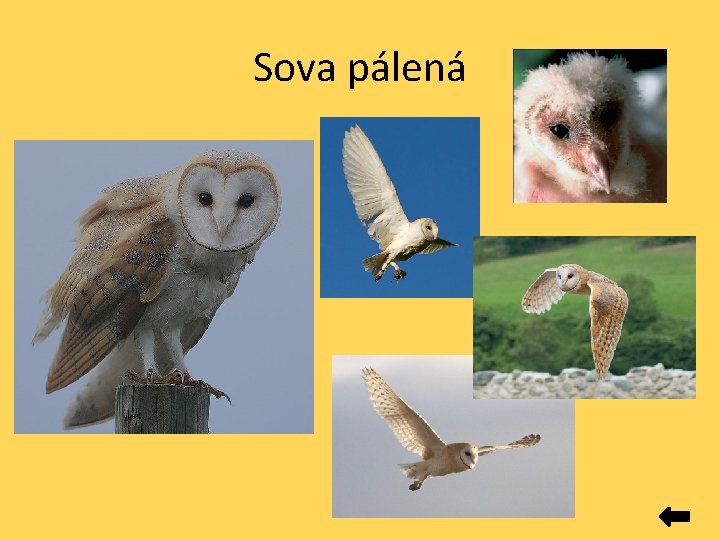 Sova pálená 