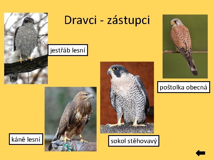 Dravci - zástupci jestřáb lesní poštolka obecná káně lesní sokol stěhovavý 