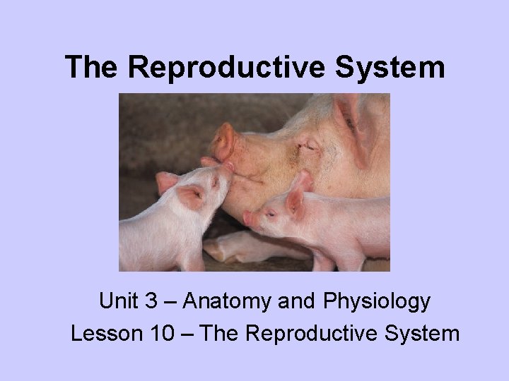 The Reproductive System Unit 3 – Anatomy and Physiology Lesson 10 – The Reproductive
