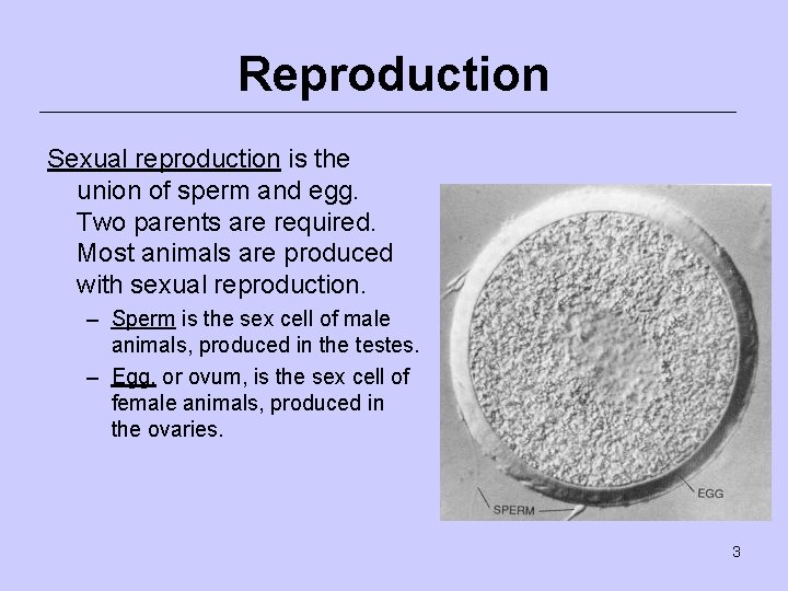 Reproduction Sexual reproduction is the union of sperm and egg. Two parents are required.