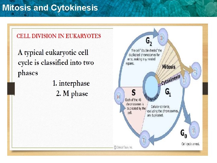 Mitosis and Cytokinesis 