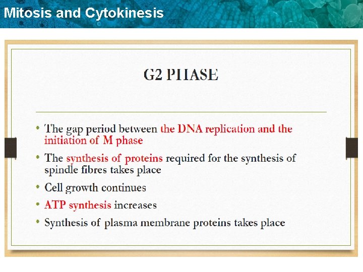 Mitosis and Cytokinesis 