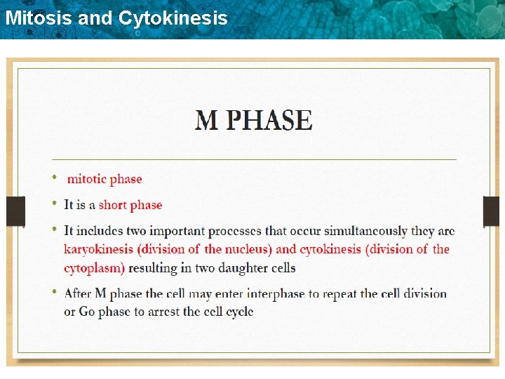 Mitosis and Cytokinesis 