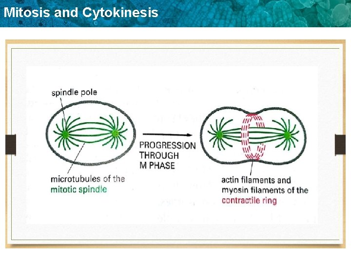 Mitosis and Cytokinesis 