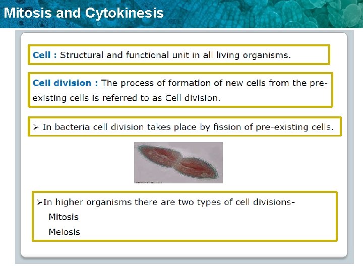 Mitosis and Cytokinesis 