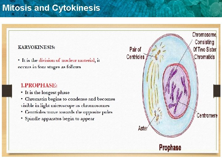 Mitosis and Cytokinesis 