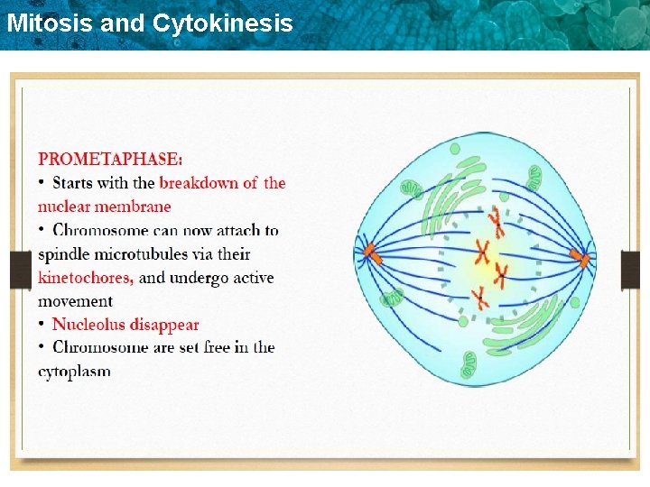 Mitosis and Cytokinesis 