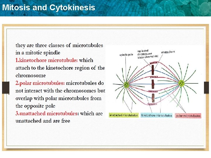 Mitosis and Cytokinesis 