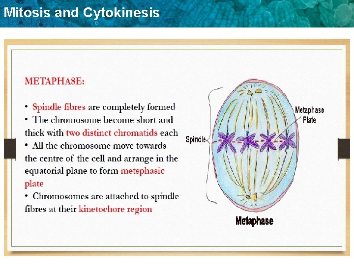 Mitosis and Cytokinesis 