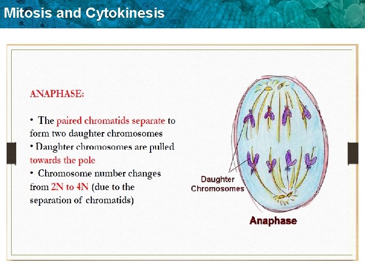 Mitosis and Cytokinesis 