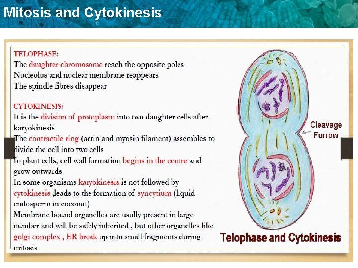 Mitosis and Cytokinesis 