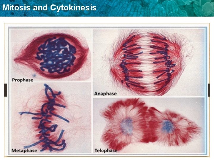 Mitosis and Cytokinesis 