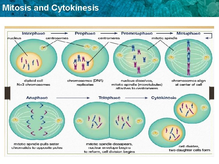 Mitosis and Cytokinesis 