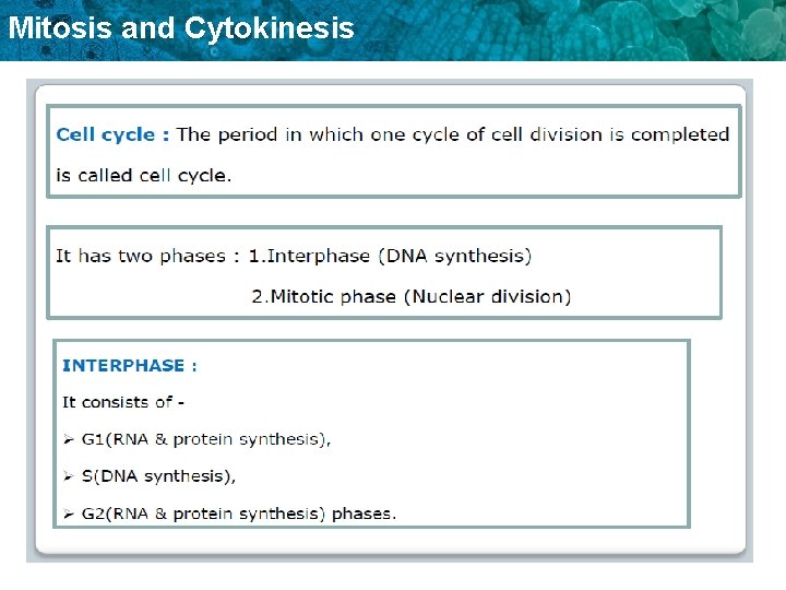 Mitosis and Cytokinesis 