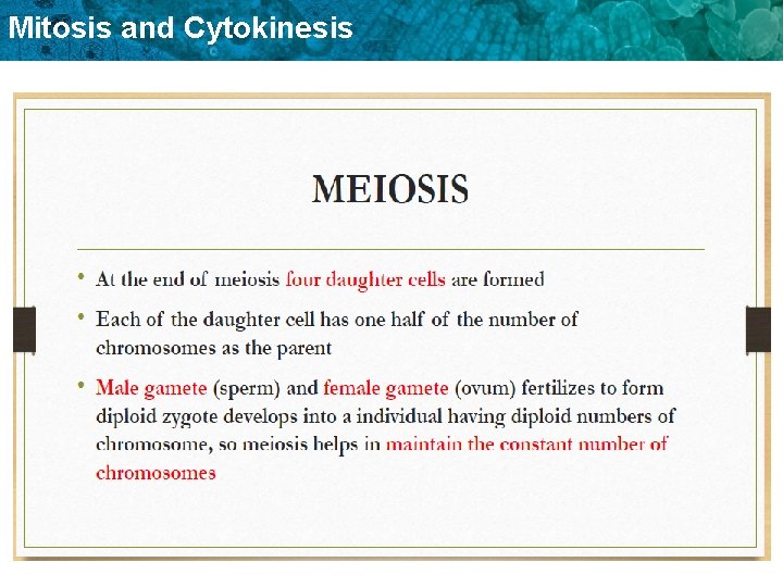 Mitosis and Cytokinesis 