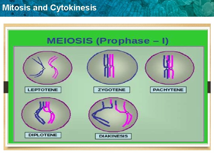 Mitosis and Cytokinesis 