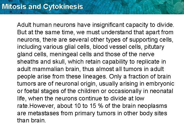 Mitosis and Cytokinesis Adult human neurons have insignificant capacity to divide. But at the